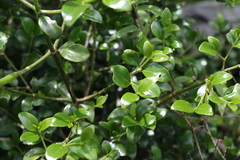 Psydrax odorata odorata