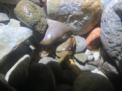 Cyclograpsus intermedius