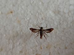 Microsphecia brosiformis