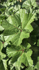 Malva