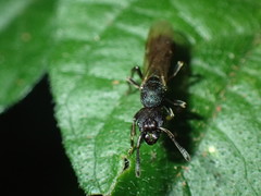 Bothroponera sculpturata