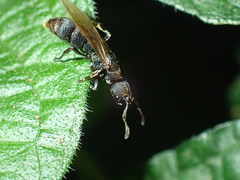 Bothroponera sculpturata