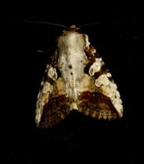 Condica micrippia