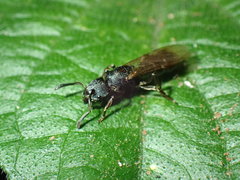 Bothroponera sculpturata
