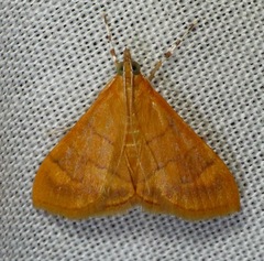 Pyrausta insignitalis