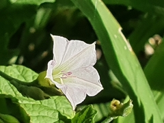 Convolvulus sagittatus