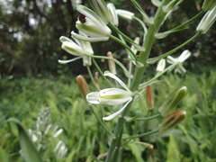Albuca fastigiata