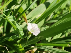 Convolvulus sagittatus