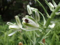 Albuca fastigiata