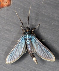 Desmia filicornis