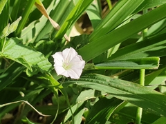 Convolvulus sagittatus