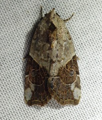 Gonodes liquida