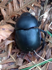 Trypocopris pyrenaeus cyanicolor