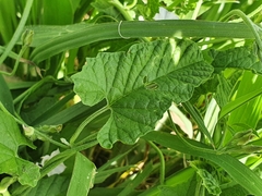 Convolvulus sagittatus