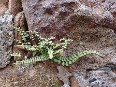 Asplenium trichomanes
