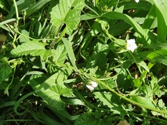 Convolvulus sagittatus