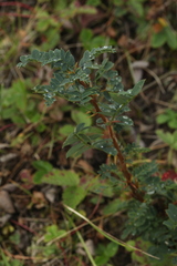 Caragana spinosa