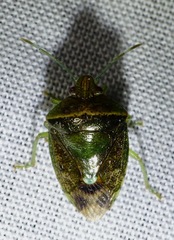 Cyptocephala