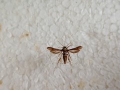 Microsphecia brosiformis