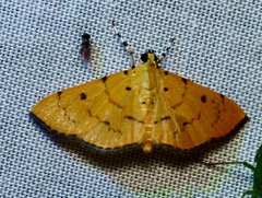 Lygropia cernalis