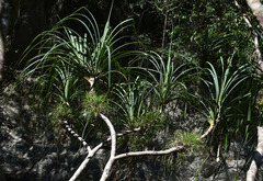 Pandanus gemmifer