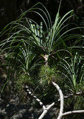 Pandanus gemmifer