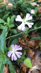 Melandrium