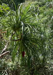 Pandanus gemmifer