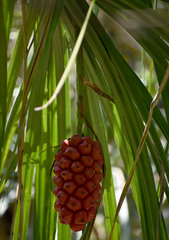 Pandanus gemmifer
