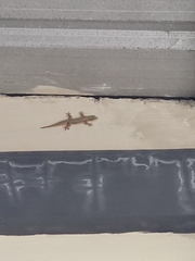 Hemidactylus platyurus