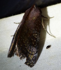 Hemicephalis laronia