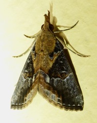 Hypena glumalis