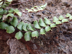Asplenium trichomanes