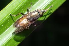 Idiella