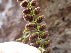 Asplenium trichomanes