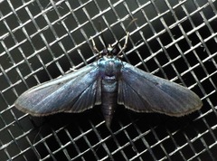 Desmia filicornis