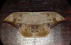 Oxytenis modestia