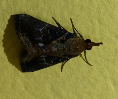 Hypena glumalis