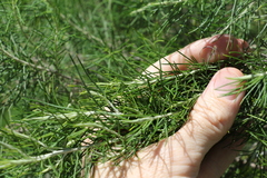 Cassinia laevis
