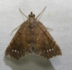 Focillidia