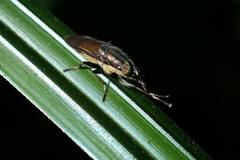 Idiella