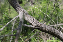 Cassinia laevis