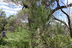 Cassinia laevis