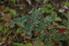 Caragana spinosa