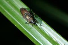 Idiella