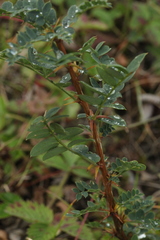 Caragana spinosa