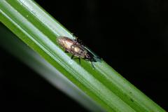 Idiella