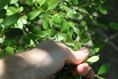 Erythroxylum australe