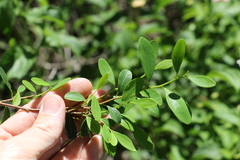 Erythroxylum australe