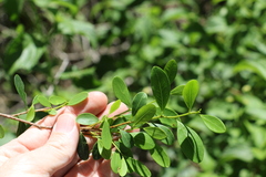 Erythroxylum australe